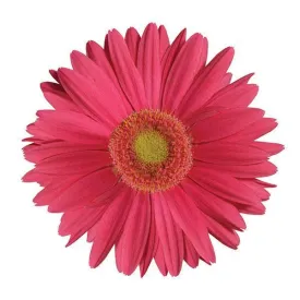 Gerbera Mega Revolution Rose Light Eye Flower Seeds