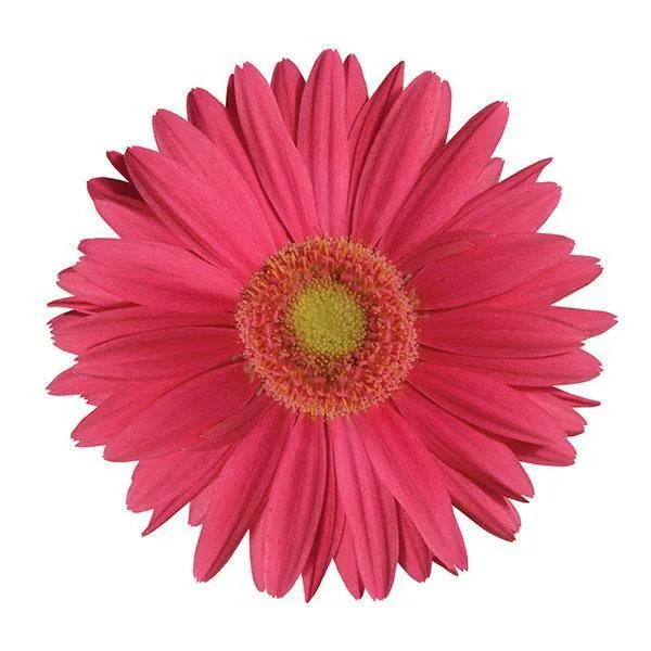 Gerbera Mega Revolution Rose Light Eye Flower Seeds