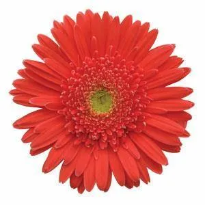 Gerbera Mega Revolution Salmon Rose Light Eye Flower Seeds