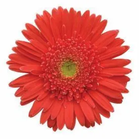 Gerbera Mega Revolution Salmon Rose Light Eye Flower Seeds